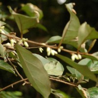 Elaeagnus latifolia L.